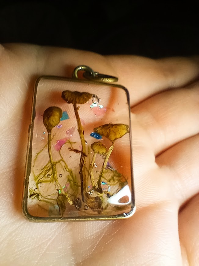 Family of Mushrooms