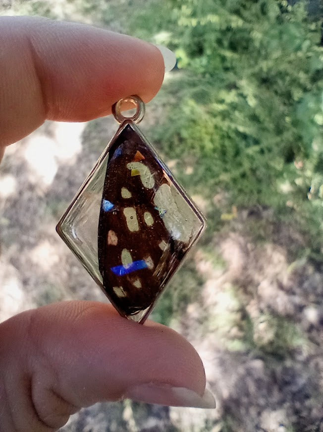 Blue Swallowtail Butterfly