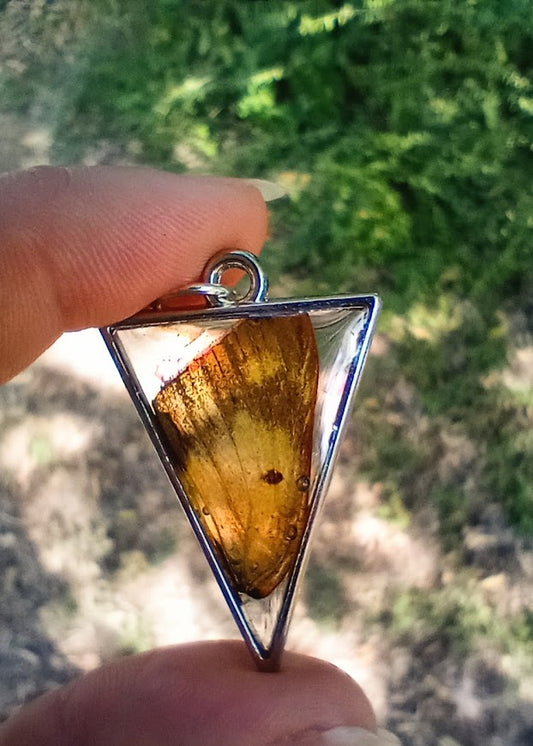 Danube Clouded Yellow Butterfly