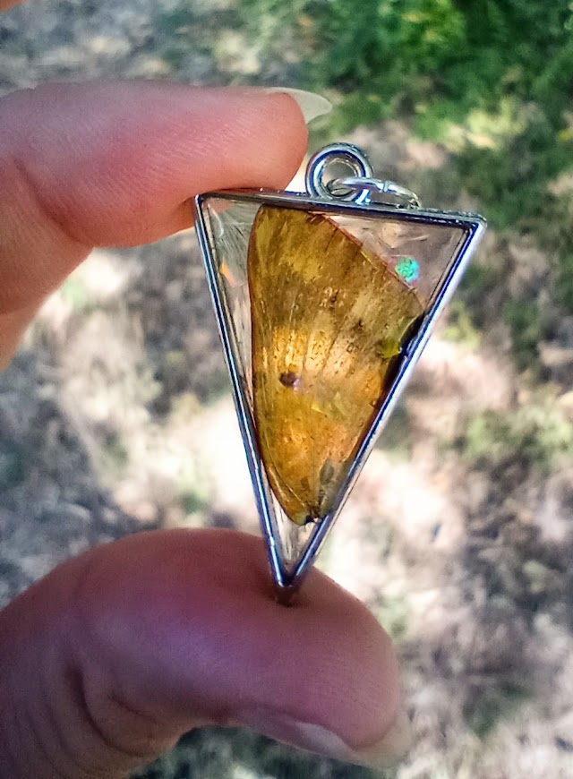 Danube Clouded Yellow Butterfly