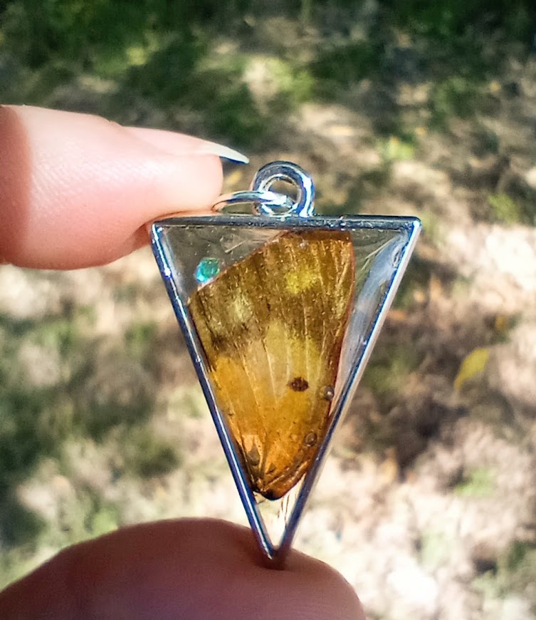 Danube Clouded Yellow Butterfly